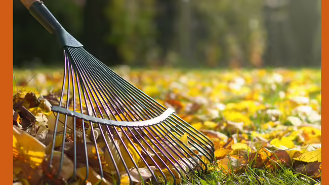 raking up leaves