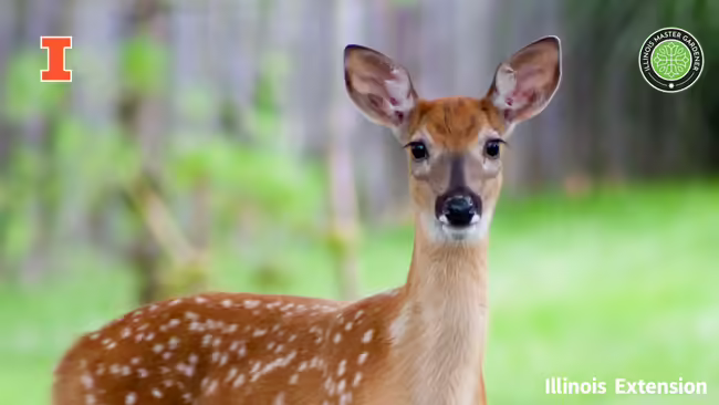 picture of a deer with green grass and trees in the background