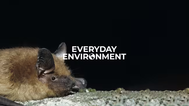 Brown bat laying on a rock