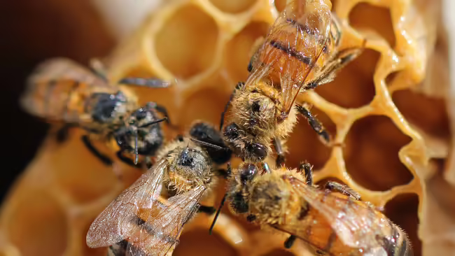 bees unsplash