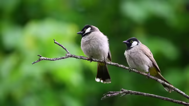 bird unsplash