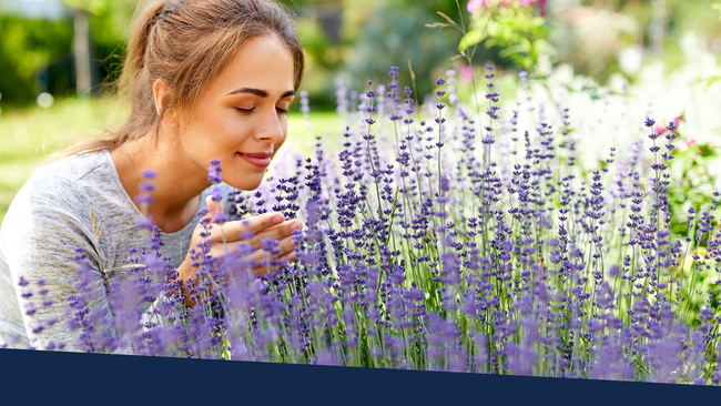 A woman smelling lavender flowers in an garden.