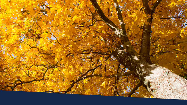 A hickory tree in golden fall colors.