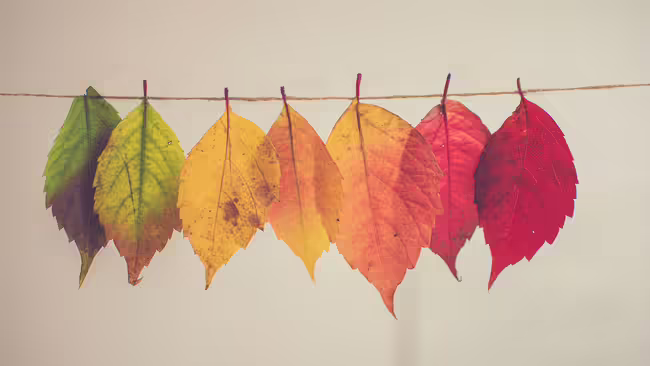 fall unsplash