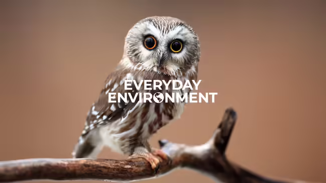 Northern Saw-Whet Owl sitting on a branch, looking forward