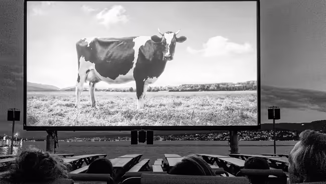 outdoor movie screen with people watching a cow movie