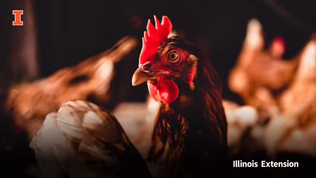 Close up of chicken head with chickens in background