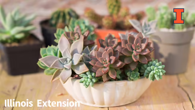 white bowl on wooden table top with succulents in it