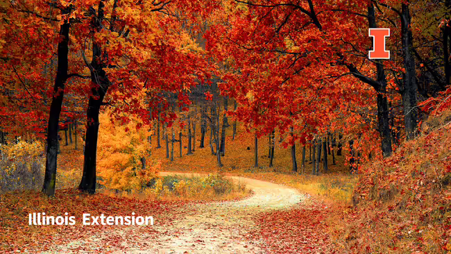 winding path among fall colored trees