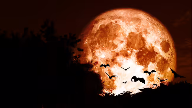 a hunters moon backlighting a tree line and bats
