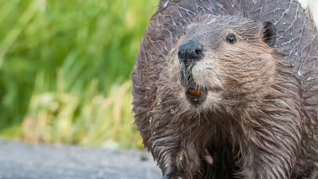 picture of a brown beaver with greenery in background