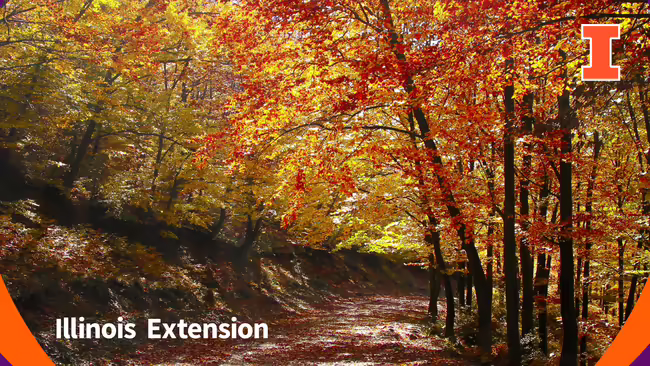 trees with orange and yellow leaves along a dirt path