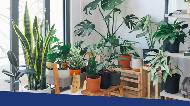 A variety of potted indoor plants
