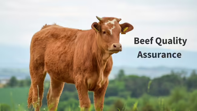 Brown Cattle