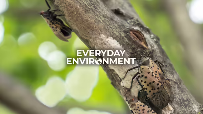 Everyday environment spotted lanternflies on a tree branch