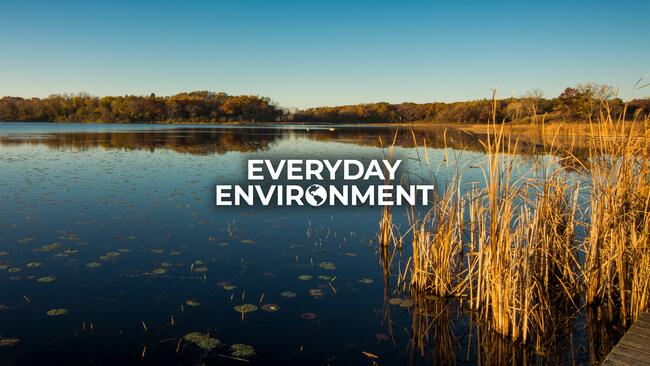 Everyday Environment text on top of lake with reeds