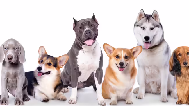 Dog pose in a line.
