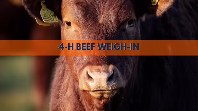 close up of a red beef cow with yellow id tag in it's ear