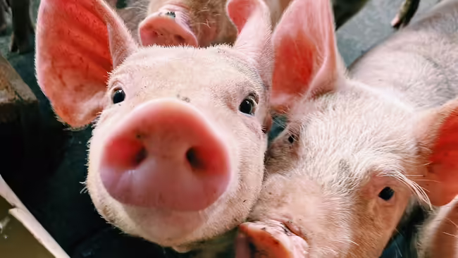 Three little pigs looking up at the camera