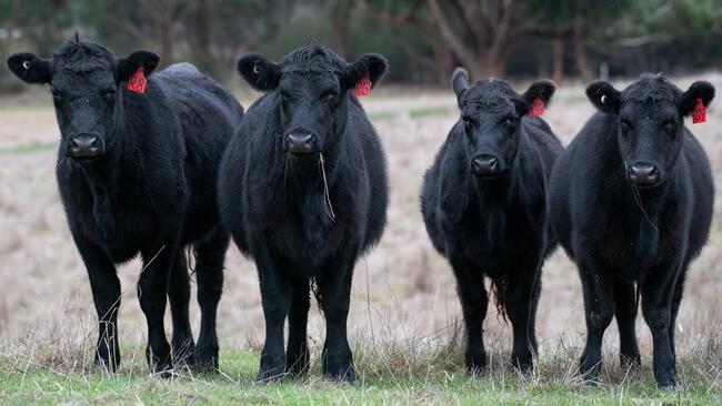 Four black beef cattle facing the camera, standing in a pasture