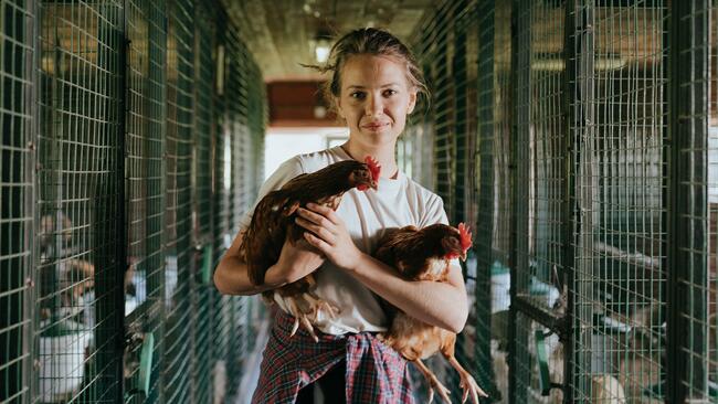 Farmer holding two chickens in their arms in a coop