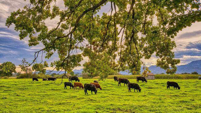 Herd of cattle eating grass in a patr