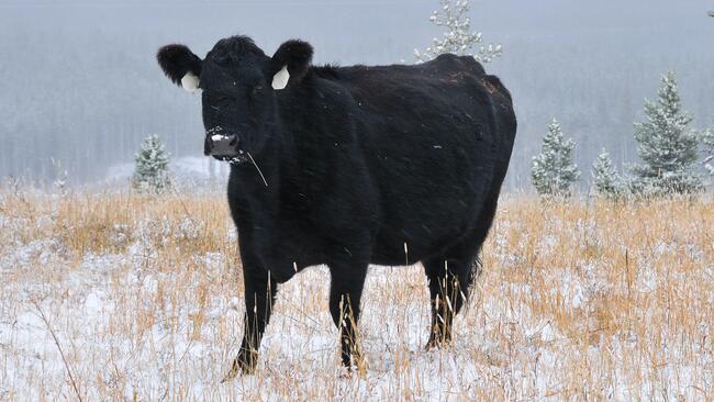 Black Angus cow standing in a snowy grass pasture. 