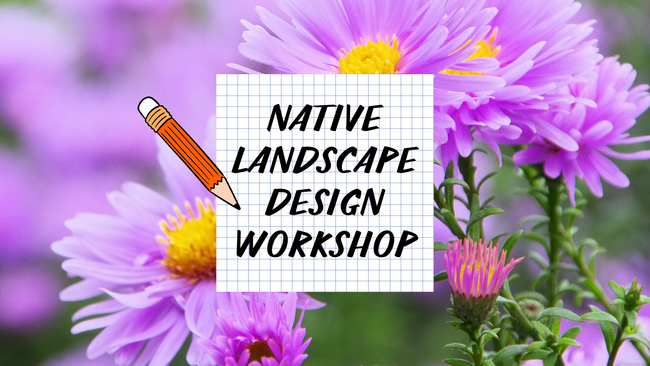 Purple aster flowers as background. Text reading "Native Landscape Design Workshop" with a pencil.