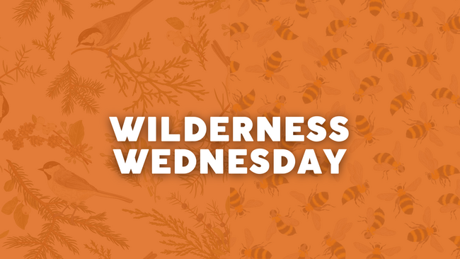 Wilderness Wednesday