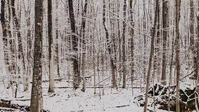 Trees covered in snow