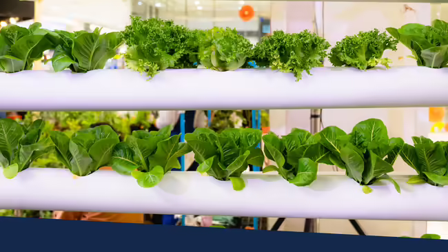 Vegetables growing in a vertical hydroponic farm.