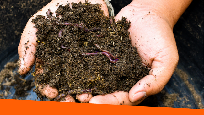 Hands cupped together holding soil with worms in the soil.