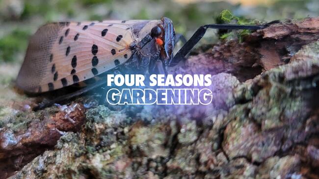 four seasons gardening spotted lanternflies on a log