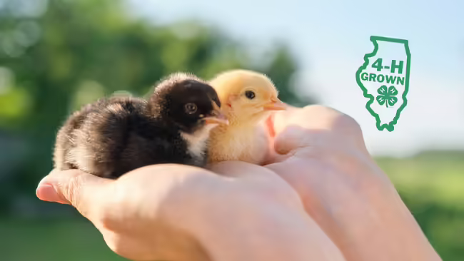 hands holding chicks with outline of Illinois saying 4-H Growth with clover
