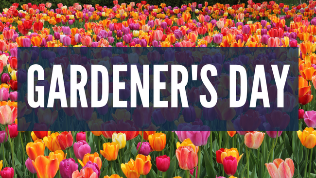 Gardener's Day. Red, orange, yellow, and pink tulips