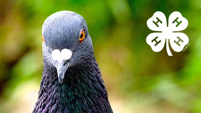head and neck of a pigeon