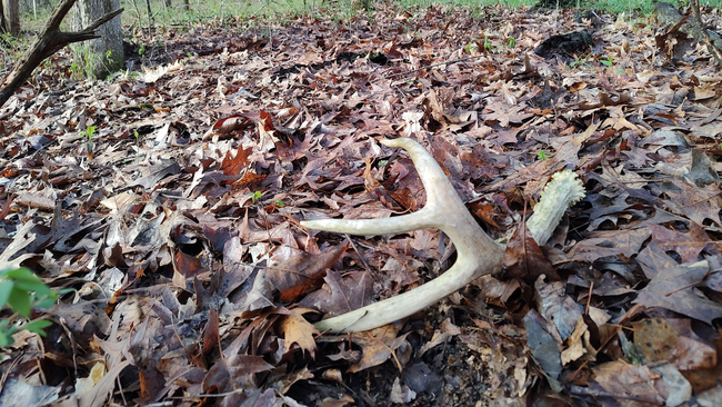 A deer antler on the ground