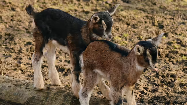 goat pexel