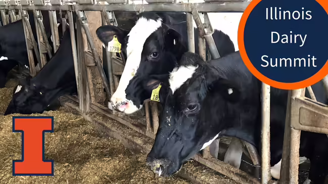 dairy cows in a freestall barn eating silage