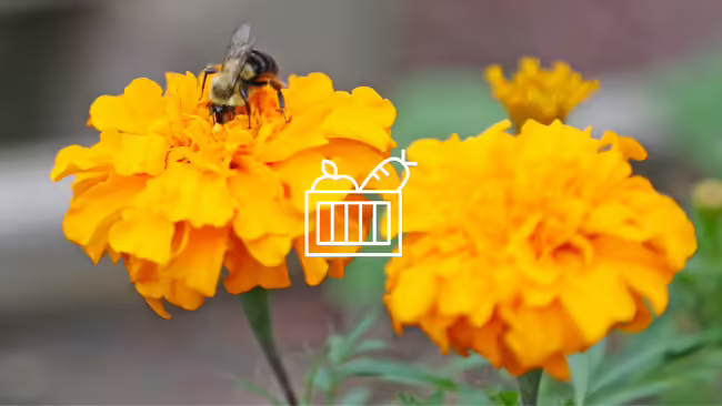 A plant on a marigold.