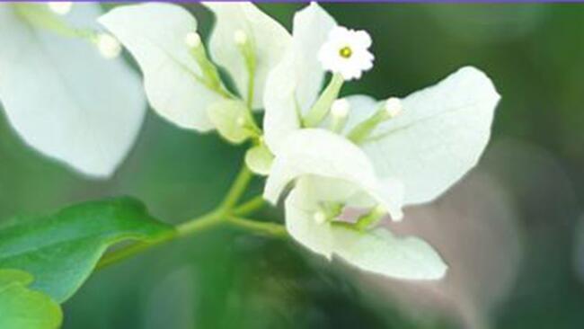 white flower with greenery