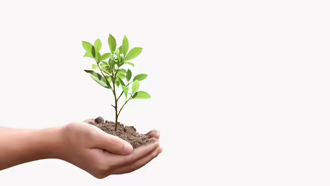 Hand Holding a Plant