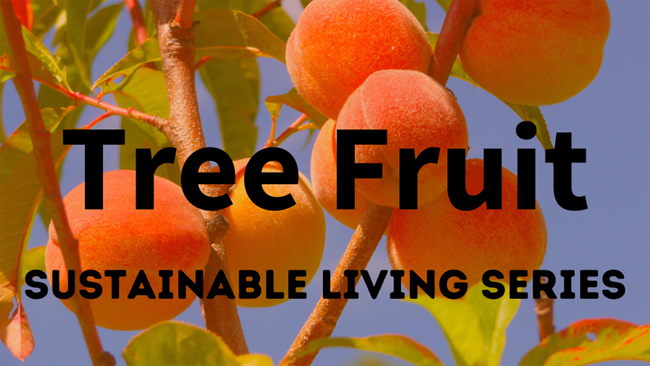 peach tree with tree fruit sustainable living series title