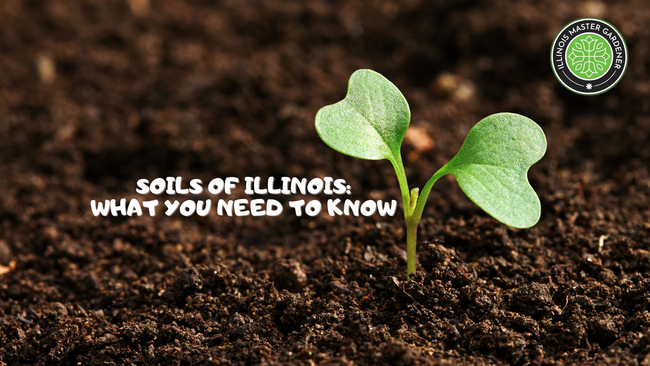 Soils of Illinois: What you need to know. Plant sprouting from soil.