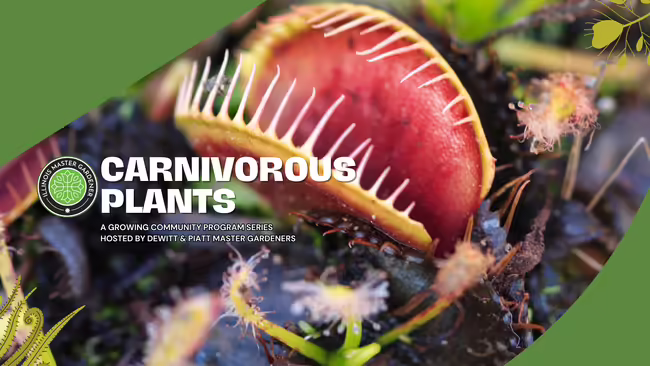 Carnivorous Plants, Venus fly trap with its mouth open