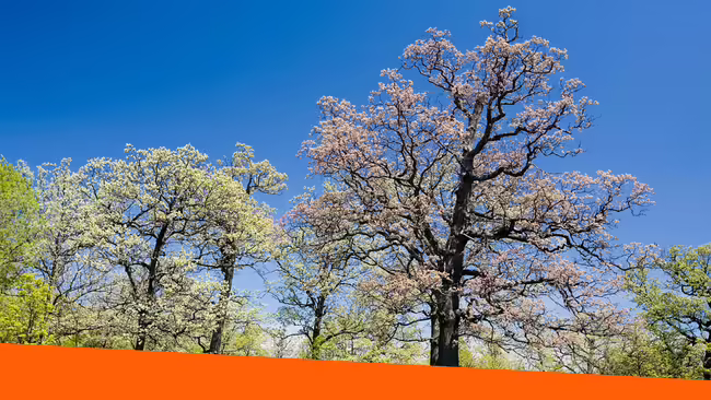 A large white oak tree in the spring with a blue sky.