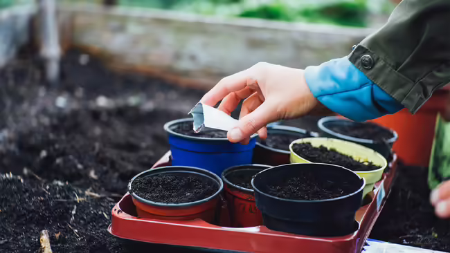 containers with dirt in them and someone pouring seeds into them