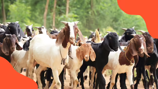 A bunch of goats together.