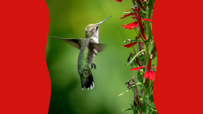 Red-throated hummingbird eating from red flower.