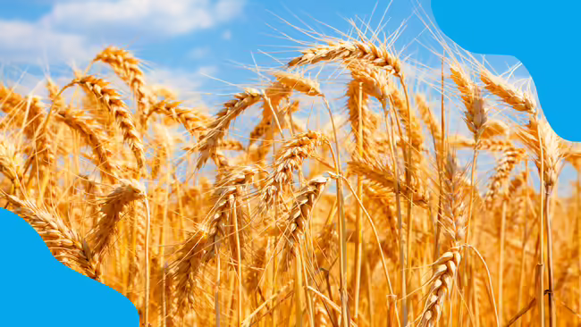 A field of wheat.